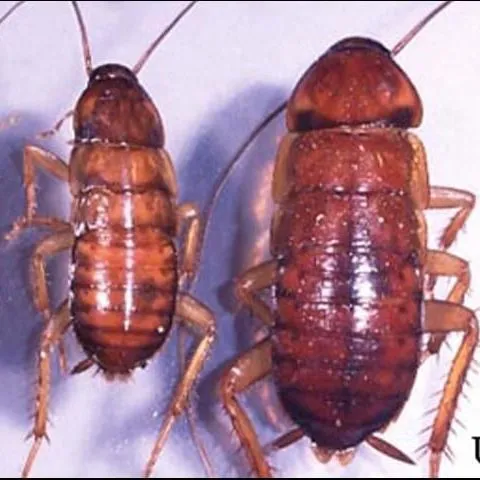 thumbnail for publication: American Cockroach, Periplaneta americana (Linnaeus) (Insecta: Blattodea: Blattidae)